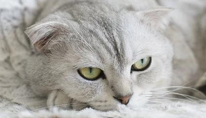 开云体育官网：带你进入全新体育博彩体验的旅程