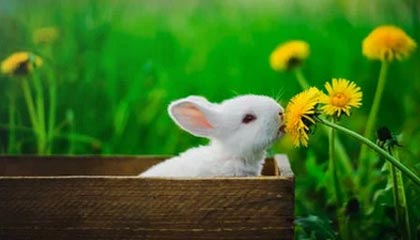 乐鱼体育下载：让每一场比赛都成为你的专属赛场